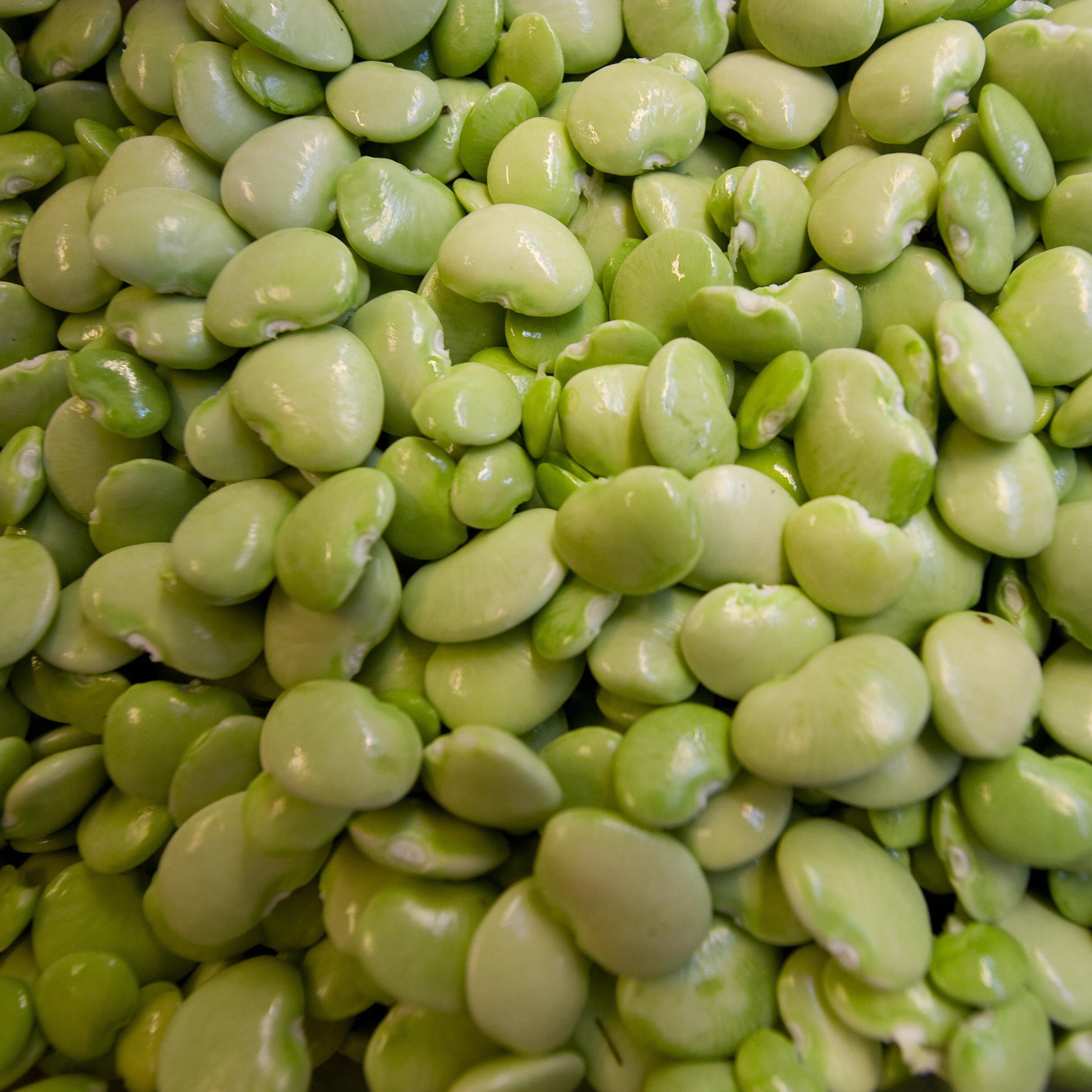 Lima Beans