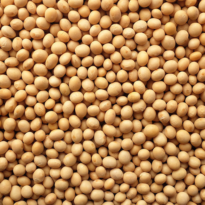 Soy Beans 10 lbs