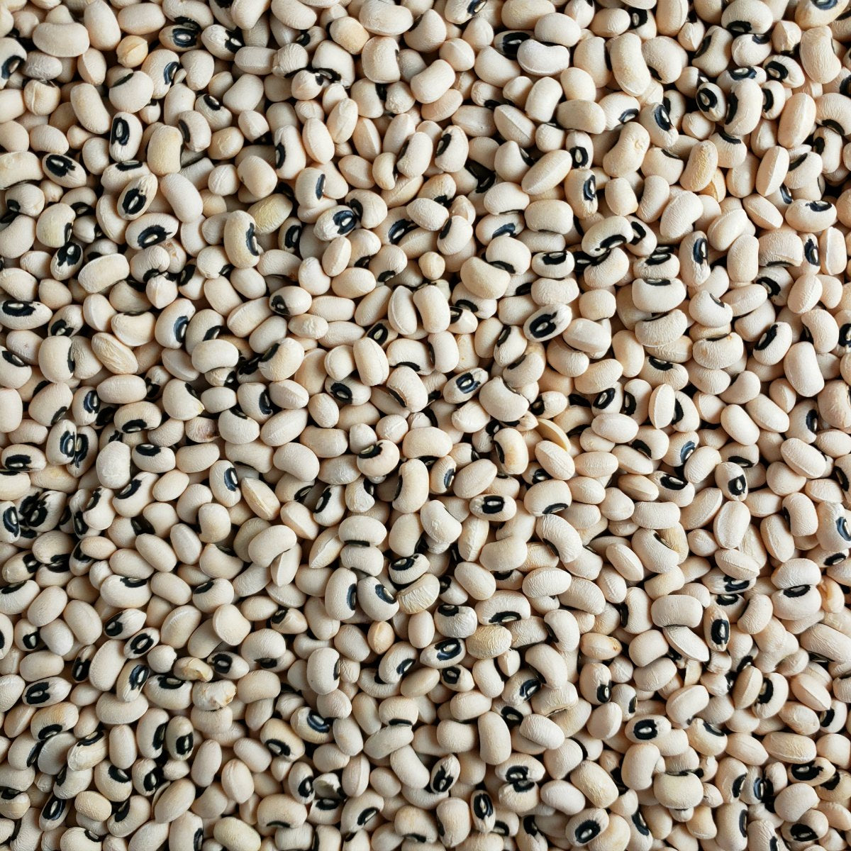 Black Eye Beans - Papagino Foods Inc.