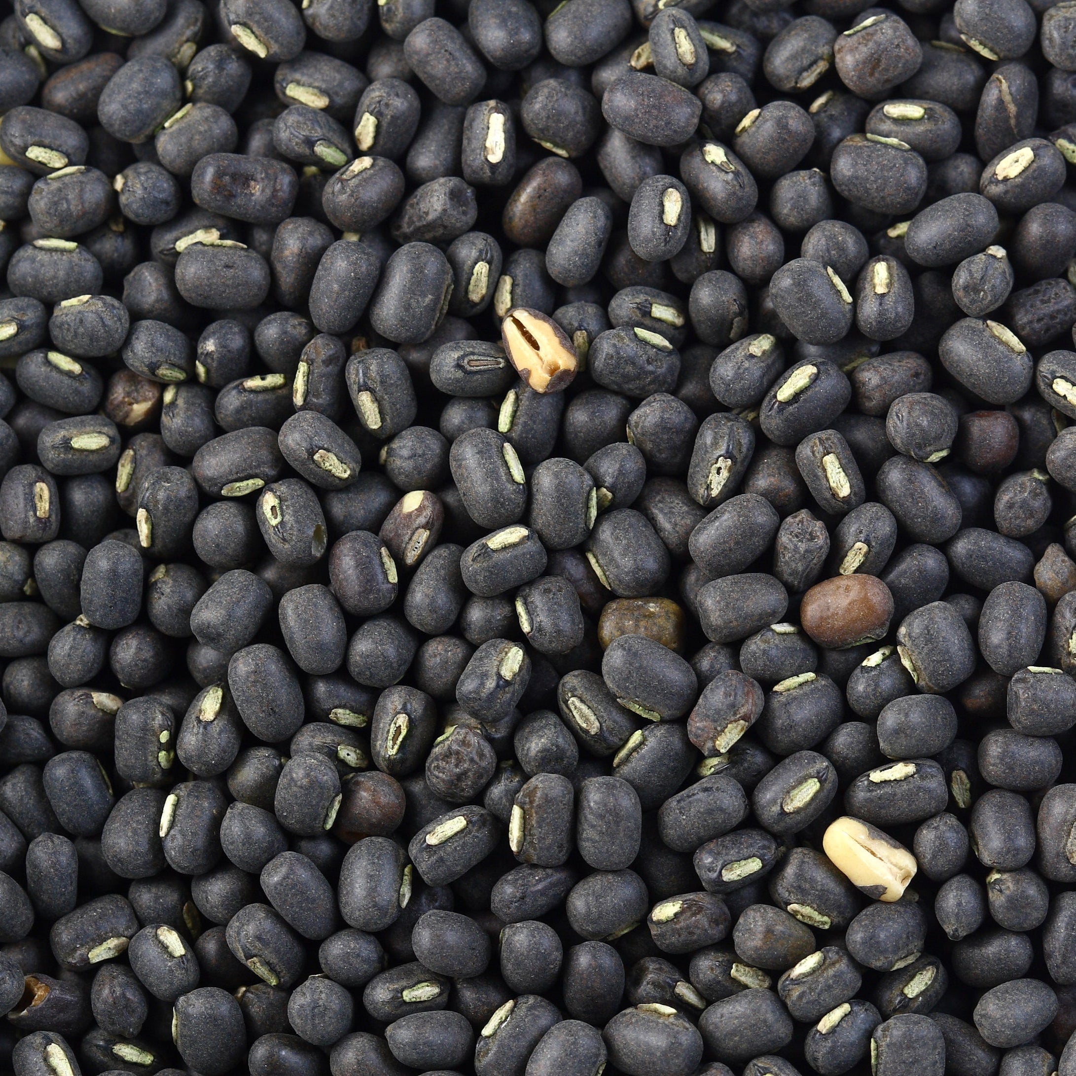 Urid Whole Black - Papagino Foods Inc.