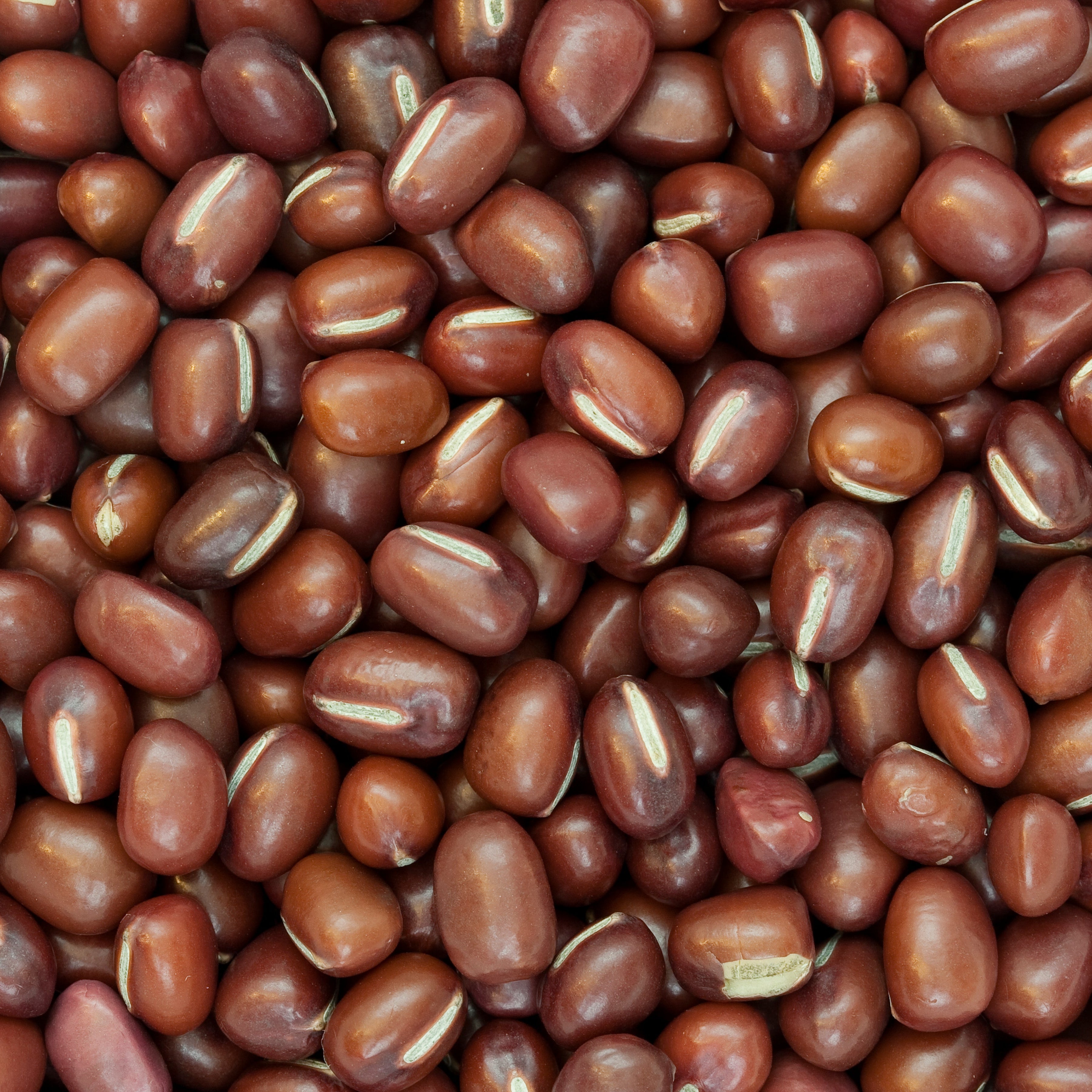 Adzuki Beans 10 lbs - Papagino Foods Inc.