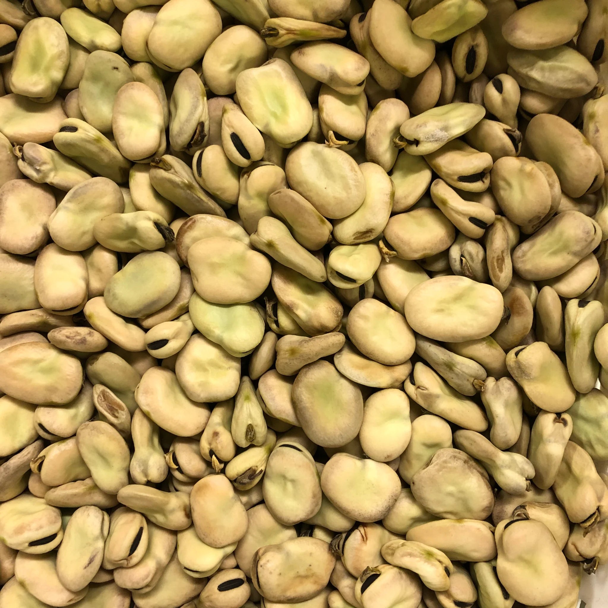 Dry Fava Beans 5 kg - Papagino Foods Inc.