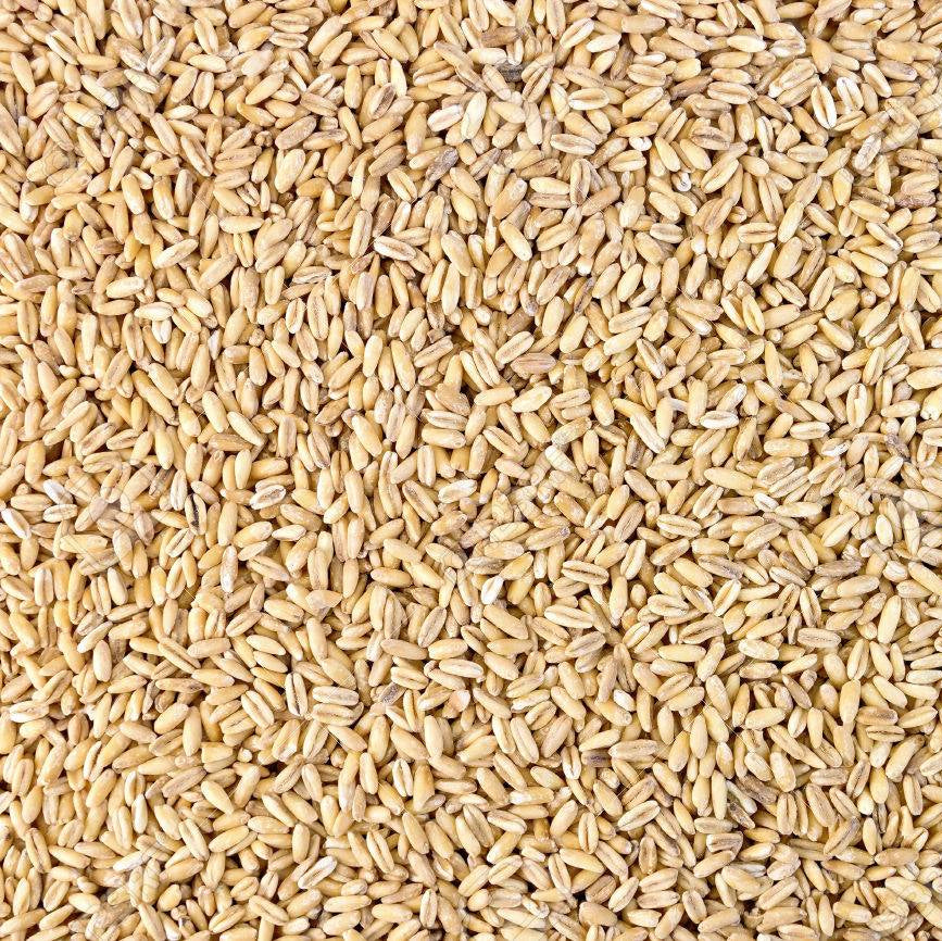 Pearled Barley 5 kg - Papagino Foods Inc.