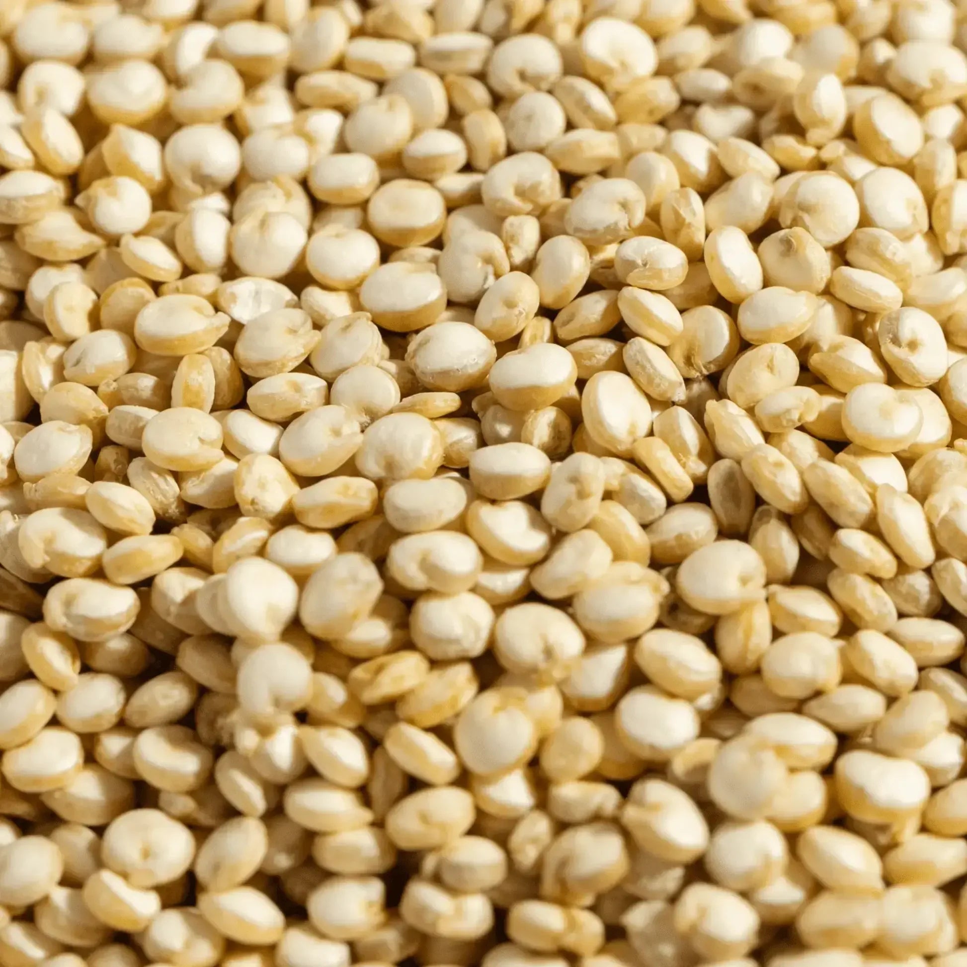 White Quinoa Seeds 5 kg - Papagino Foods Inc.