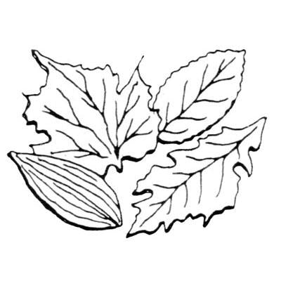 FMM Leaf Veiner Set (A) #43-C219 - Papagino Foods Inc.
