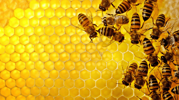 Honey 15 kg (Pickup Only) - Papagino Foods Inc.