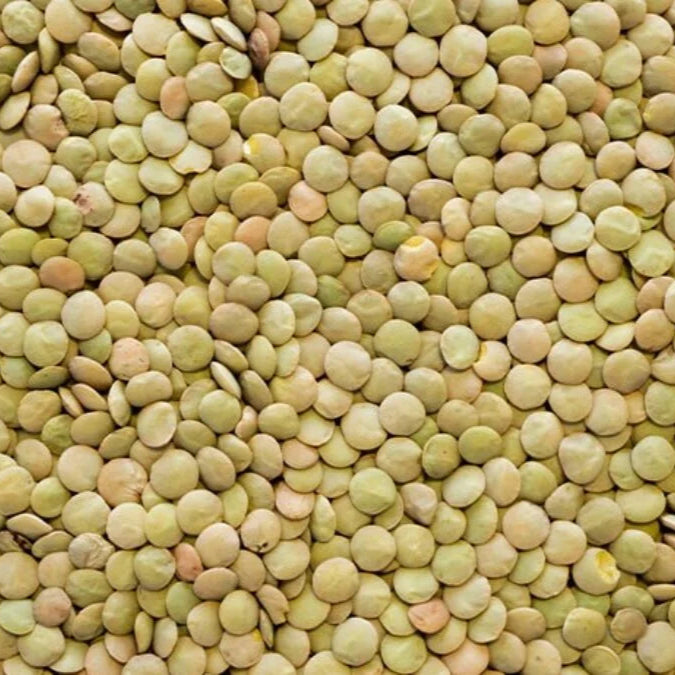 Small Eston Green Lentils 5 kg - Papagino Foods Inc. 